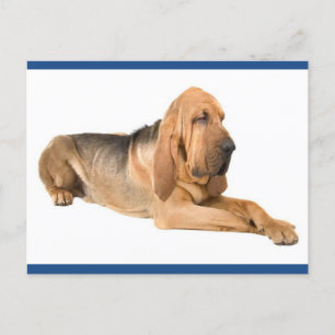 Bloodhound Puppy Dog Greeting Briefkaart
