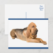 Bloodhound Puppy Dog Greeting Briefkaart (Voorkant / Achterkant)