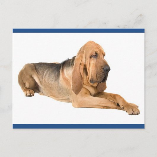 Bloodhound Puppy Dog Greeting Briefkaart (Voorkant)