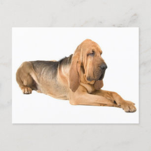 Bloodhound Puppy Dog Greeting Briefkaart