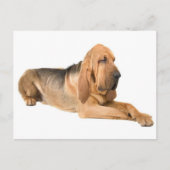 Bloodhound Puppy Dog Greeting Briefkaart (Voorkant)