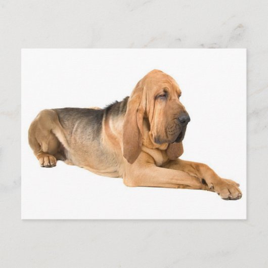 Bloodhound Puppy Dog Greeting Briefkaart (Voorkant)