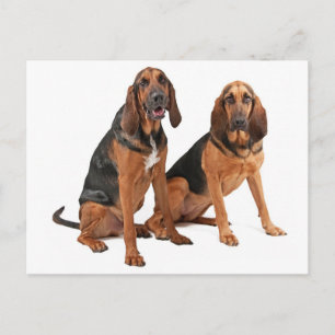 Bloodhound Puppy Honden Blanke Wenskaart Briefkaart