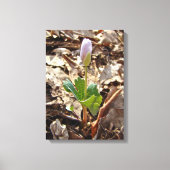 Bloodroot Bud - Harbinger van de lente Canvas Afdruk (Voorkant)