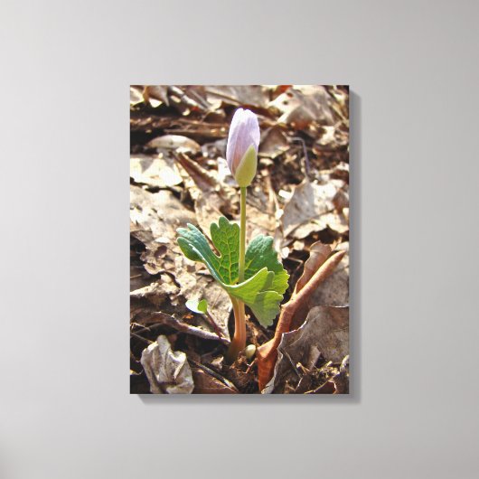 Bloodroot Bud - Harbinger van de lente Canvas Afdruk (Voorkant)
