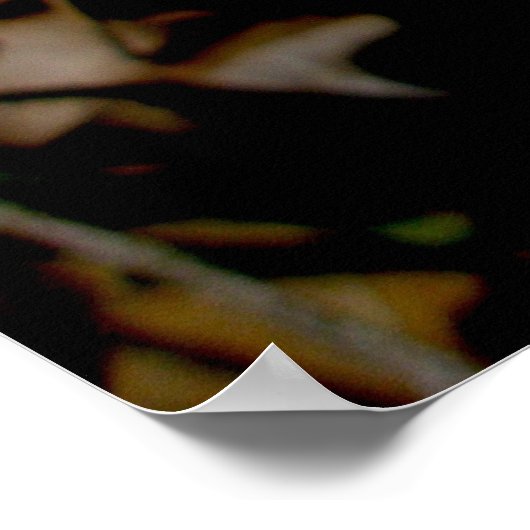 Bloodroot Trio Poster (Hoek)