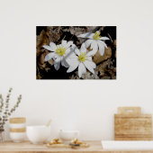 Bloodroot Trio Poster (Keuken)