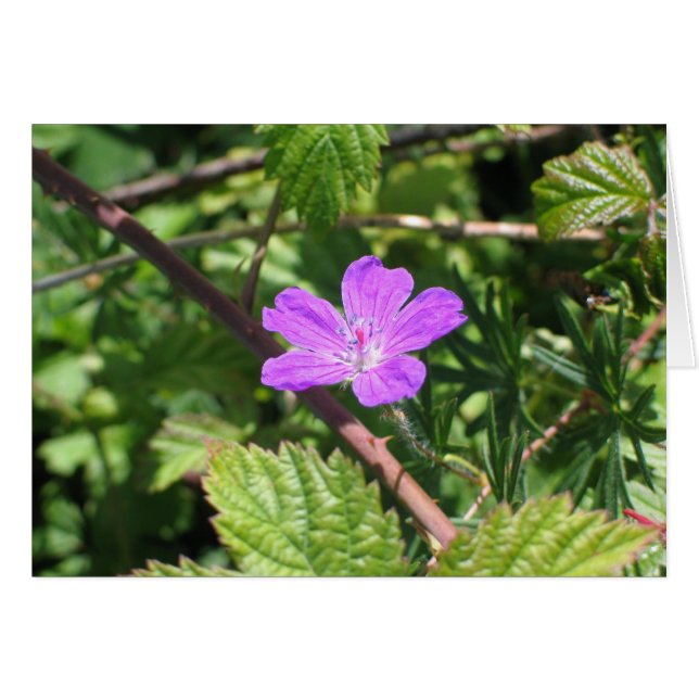 Bloody Cranesbill, Aran Islands, Ierland (Voorkant Horizontaal)