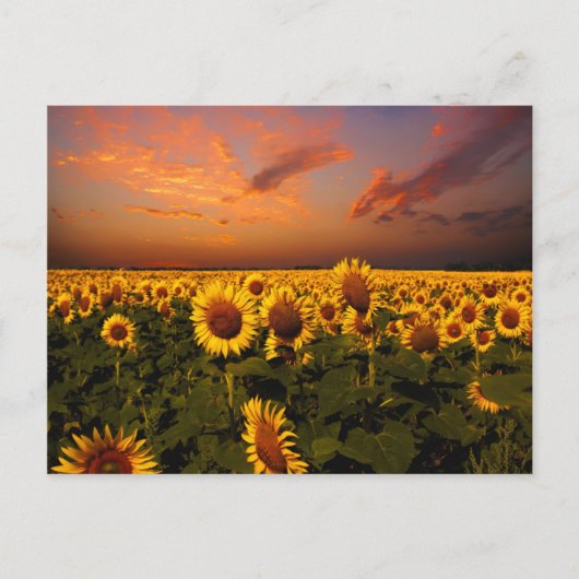 Bloody Skies Briefkaart (Voorkant)