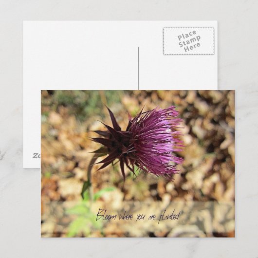 Bloom... Briefkaart (Voorkant / Achterkant)