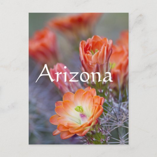 Bloom in het Oranje, Arizona Briefkaart (Voorkant)