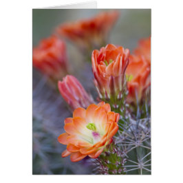 Bloom in het Sinaasappel