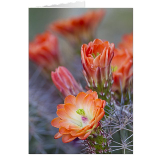 Bloom in het Sinaasappel (Voorkant)