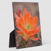 Bloom in het sinaasappel fotoplaat (Zijkant)