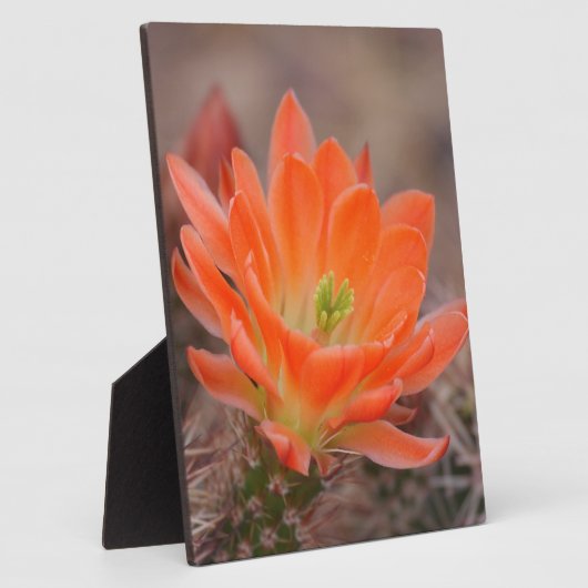 Bloom in het sinaasappel fotoplaat (Zijkant)