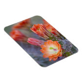Bloom in het Sinaasappel Magneet (Rechterzijde)