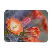 Bloom in het Sinaasappel Magneet (Horizontaal)