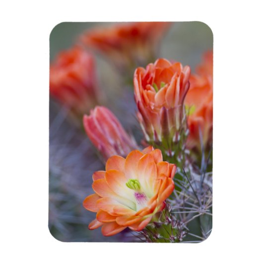 Bloom in het Sinaasappel Magneet (Verticaal)