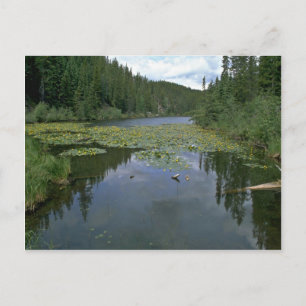 Bloom in water briefkaart