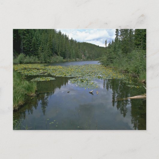 Bloom in water briefkaart (Voorkant)