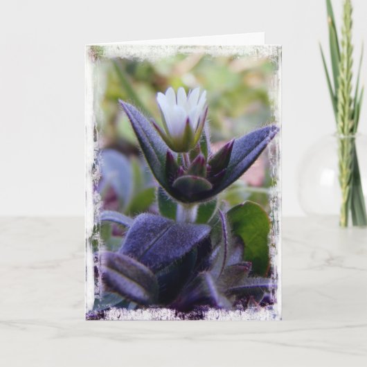 Bloom Kaart (Voorkant)