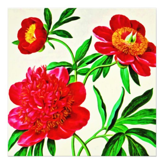  Bloom Peonies Floral Waterverf Foto Afdruk (Voorkant)