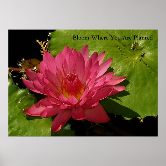 Bloom Poster (Voorkant)