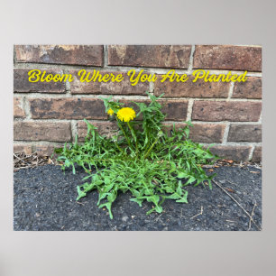 Bloom waar je geplant bent poster