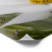 Bloom waar je geplant bent White Floral foto Poster (Hoek)