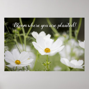 Bloom waar je geplant bent White Floral foto Poster