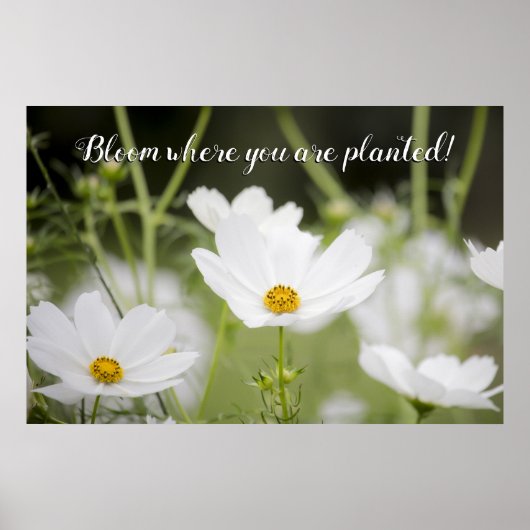 Bloom waar je geplant bent White Floral foto Poster (Voorkant)