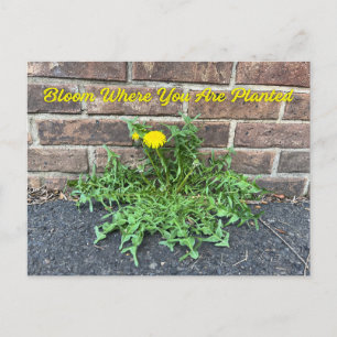 Bloom waar u bent geplant met Dandelion Flower Briefkaart