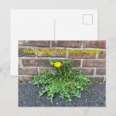 Bloom waar u bent geplant met Dandelion Flower Briefkaart (Voorkant / Achterkant)