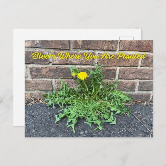 Bloom waar u bent geplant met Dandelion Flower Briefkaart (Voorkant / Achterkant)