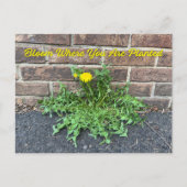 Bloom waar u bent geplant met Dandelion Flower Briefkaart (Voorkant)