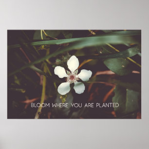 Bloom waar u bent geplant poster