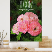Bloom waar u bent geplant roze rozeninspuiting poster (Keuken)