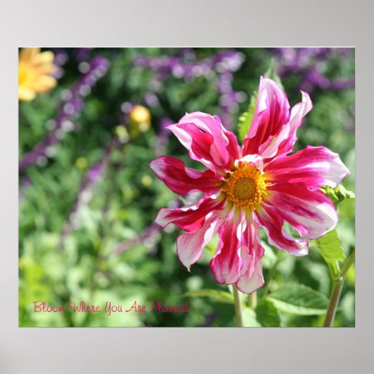 Bloom waar u geplant Poster bent (Voorkant)