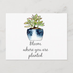 Bloom waar u Succulent bent geplant Briefkaart
