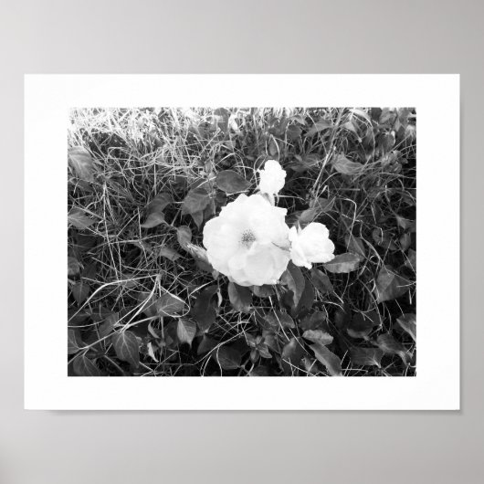 Bloom zwart-wit fotografie poster (Voorkant)