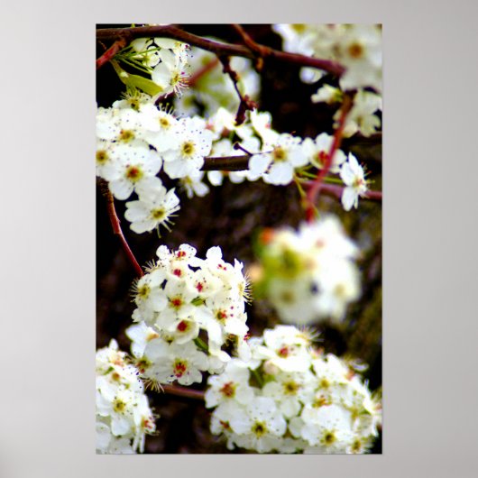 Bloombomen in de lente poster (Voorkant)