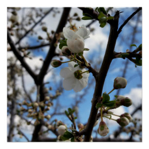 Bloomboom Perfect Poster