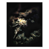 Bloomed Foto Afdruk (Voorkant)