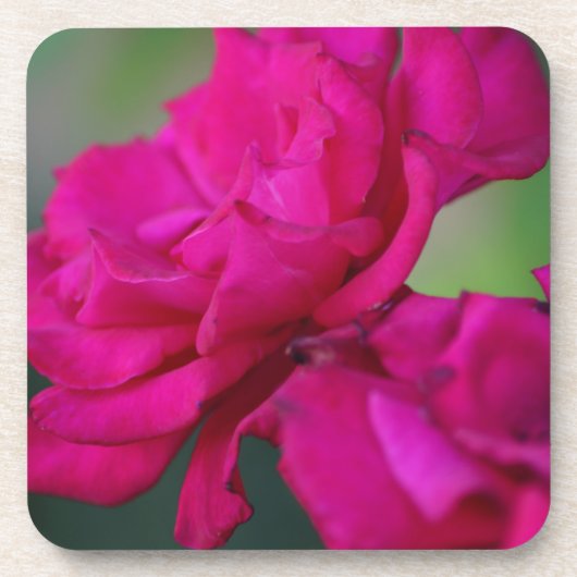 Bloomed Roze Rose Bier Onderzetter (Voorkant)