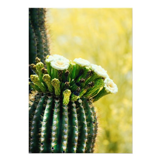 Bloomen van een Saguaro Foto Afdruk (Voorkant)