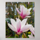 Bloomende grote roze magnolibloemen poster (Voorkant)
