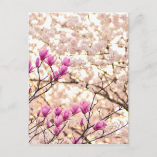 Bloomende roze Paarse Magnolias Spring Flower Briefkaart