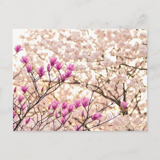 Bloomende roze Paarse Magnolias Spring Flower Briefkaart (Voorkant)