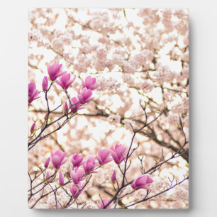 Bloomende roze Paarse Magnolias Spring Flower Fotoplaat