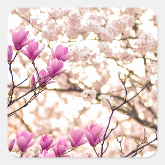 Bloomende roze Paarse Magnolias Spring Flower Vierkante Sticker (Voorkant)